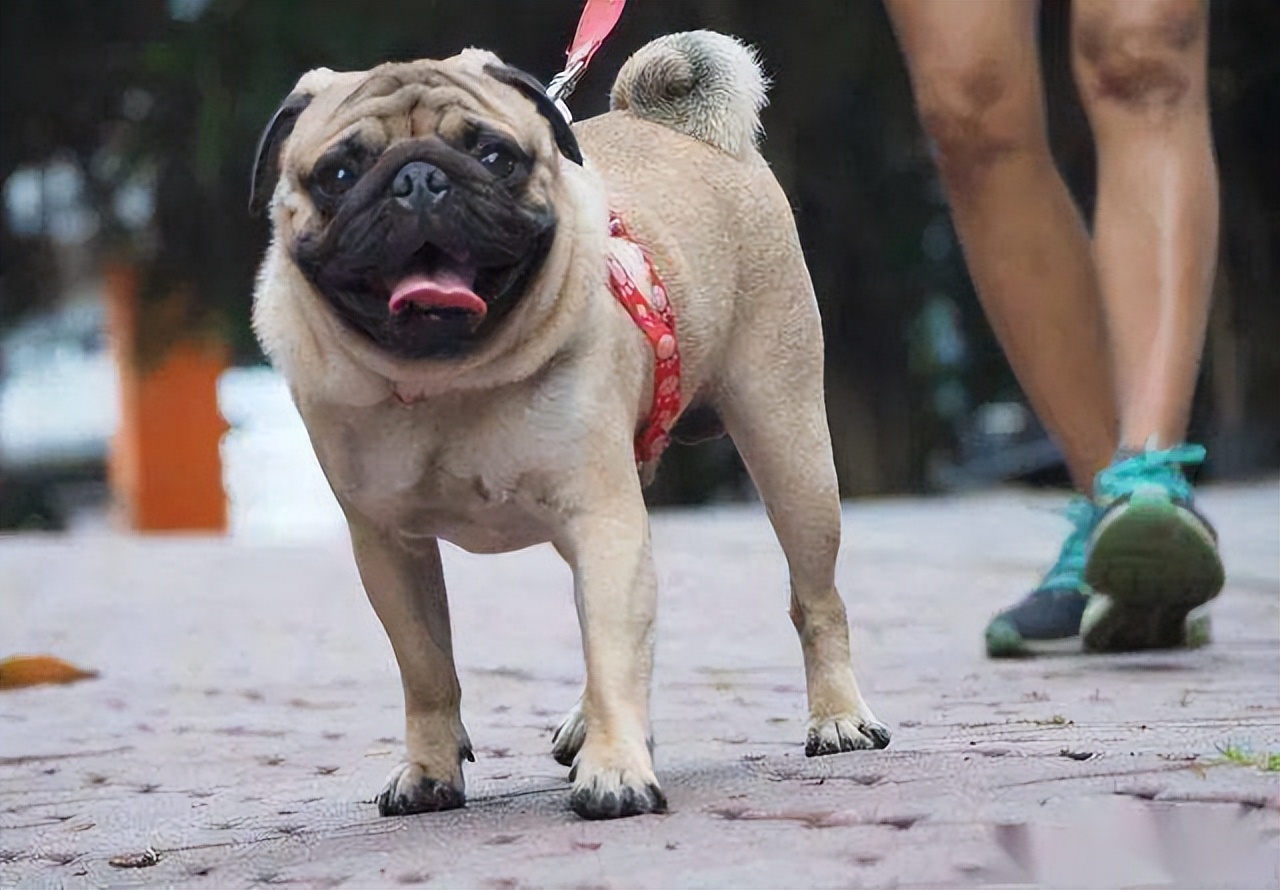 "寿命不长"的巴哥犬,会有这4个特点,你家狗有吗?