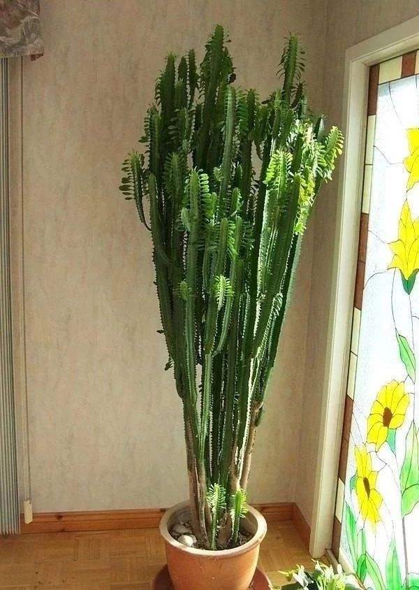 常见的“7种大毒花”，家里经常养，建议多了解，避免受伤害