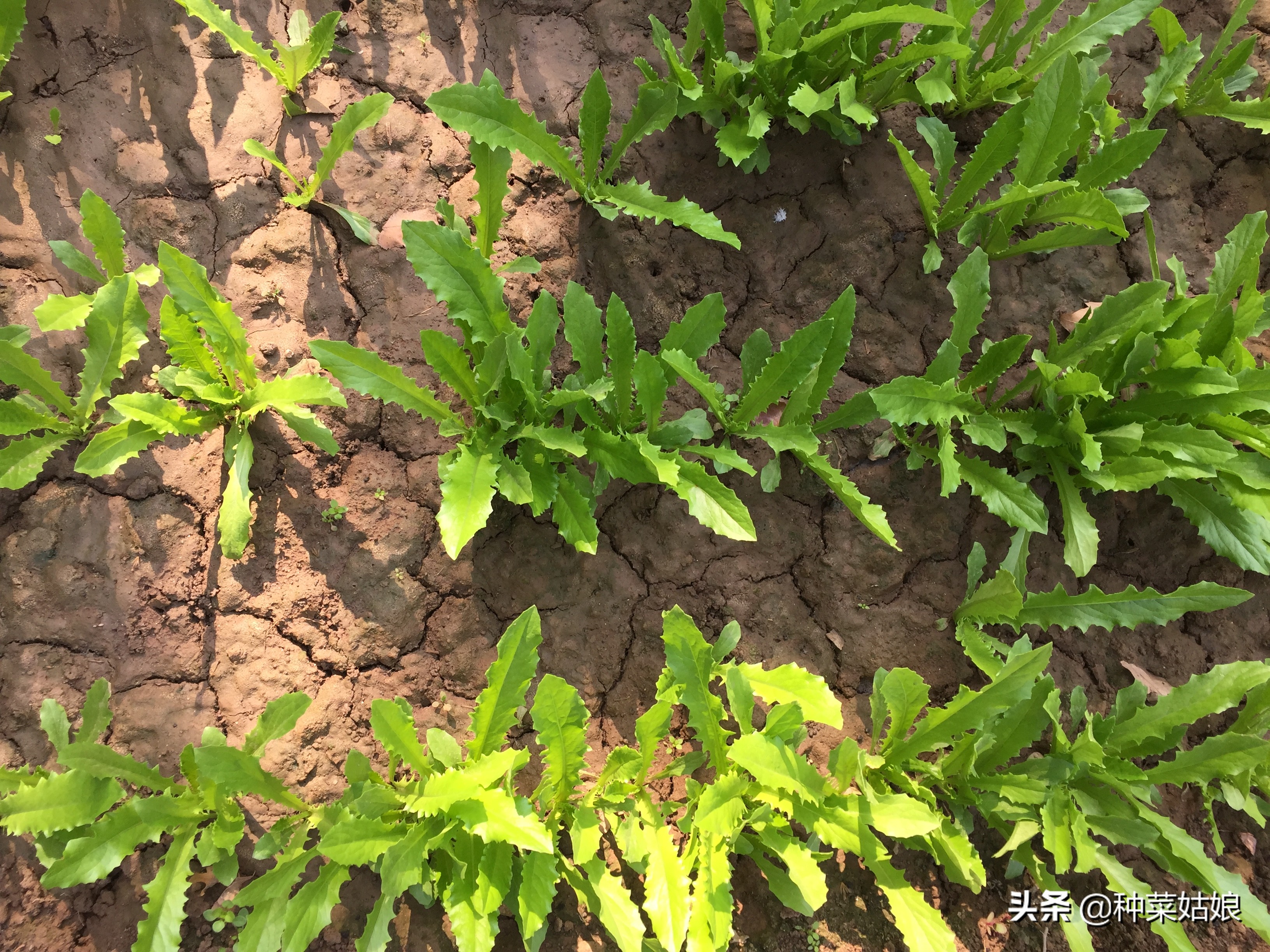 种菜越久土壤越硬怎么办，加入这3种，土质松软又透气，赶紧试试