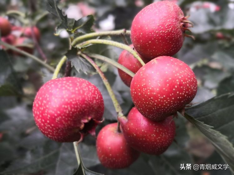 泰山日出，瑞雪红梅（诗词九首）