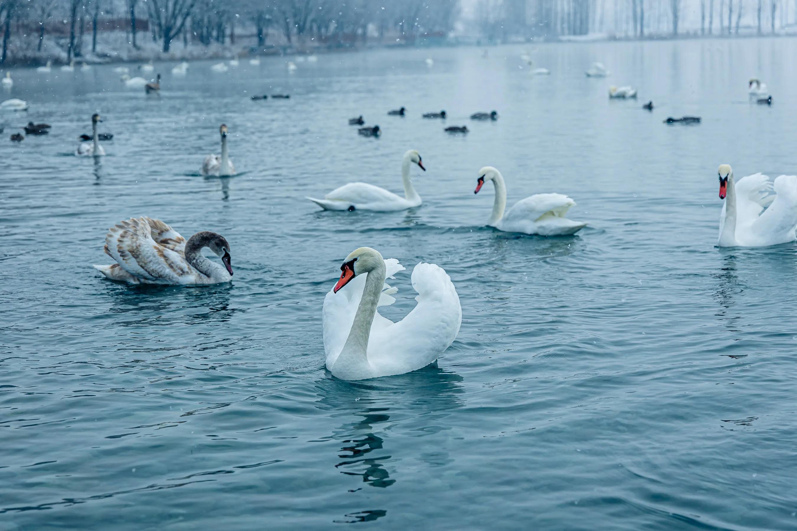 天鹅湖的故事(天鹅湖的故事完整版)-我的快乐小窝