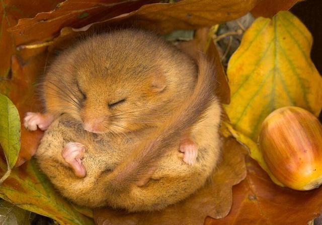 一年中有九个月都在睡觉,常常会把自己睡到饿死,睡鼠是怎么做到的?