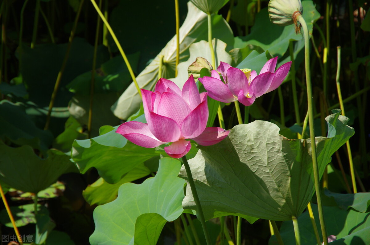 生命不老，相思不止，写给心中无可替代的某人