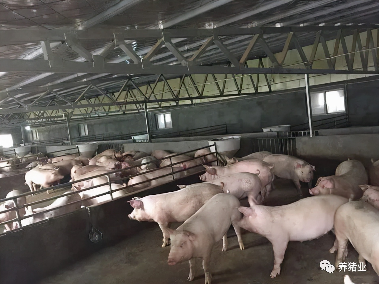 接种三价圆环2a、圆环2b、支原体疫苗的猪，生长显著优于二价疫苗