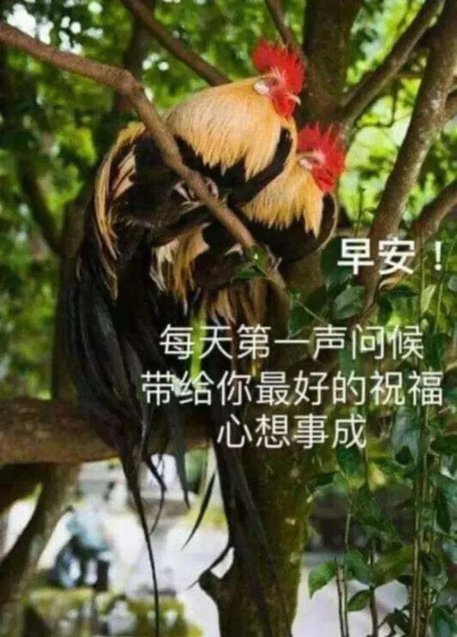 非常漂亮的早上好图片 2022早上好图片最美最新 新周快乐、吉祥安康图片