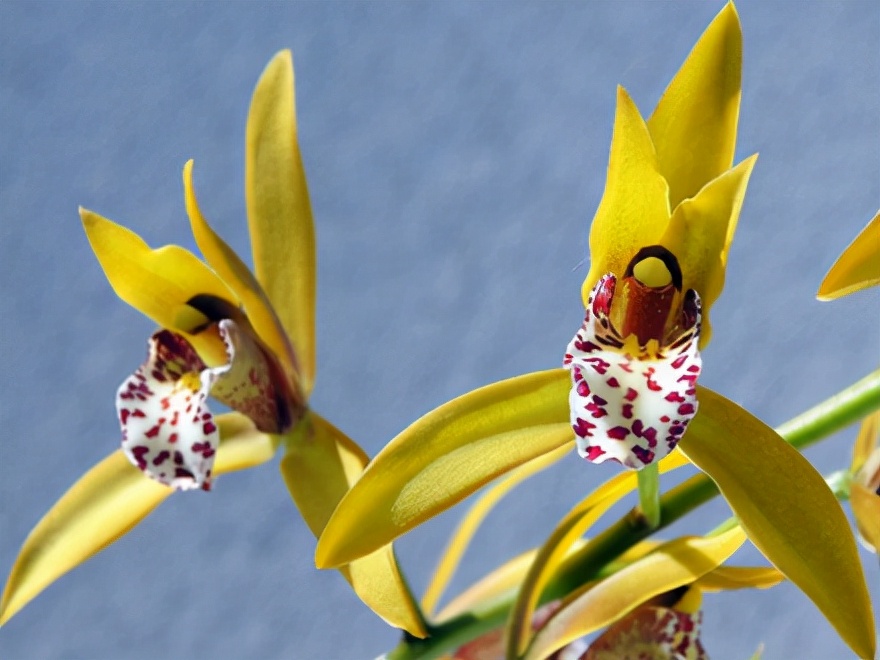 29个兰花品种，名称与图片都在这里了，你还傻傻分不清吗？