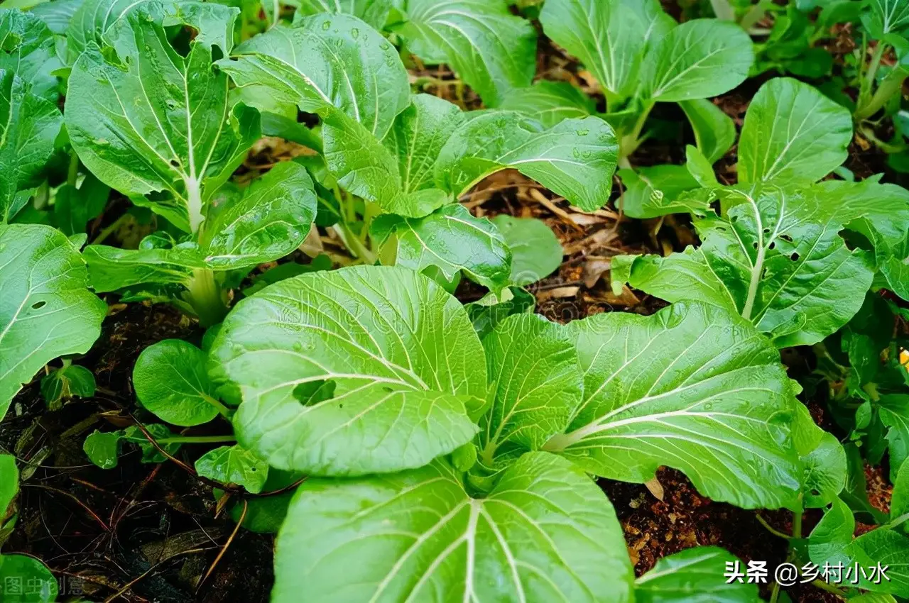 草木灰的主要成分是什么（草木灰的作用及使用方法）