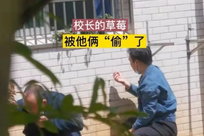 三名老师“盯上”校长种的草莓，偷吃过程不断反转，结局笑翻众人