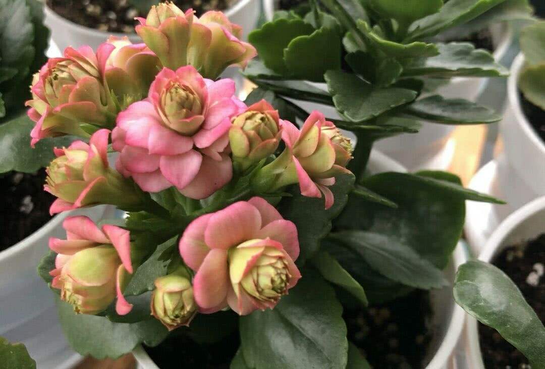 鲜花在屋里放，花旺人也旺！想要“旺人旺家”，养花首选这10种