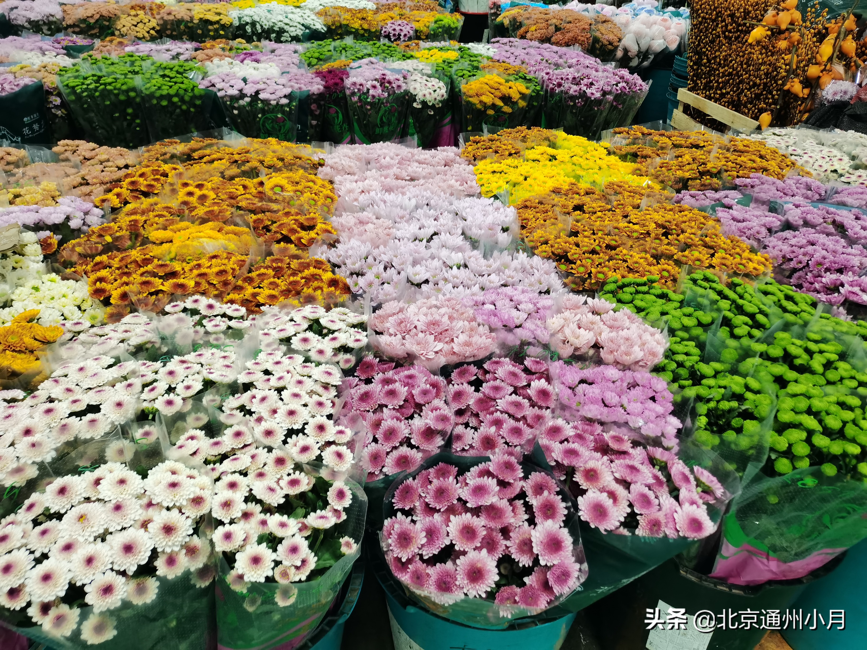 北京花卉批发市场都有哪些地方，北京花卉市场种植基地