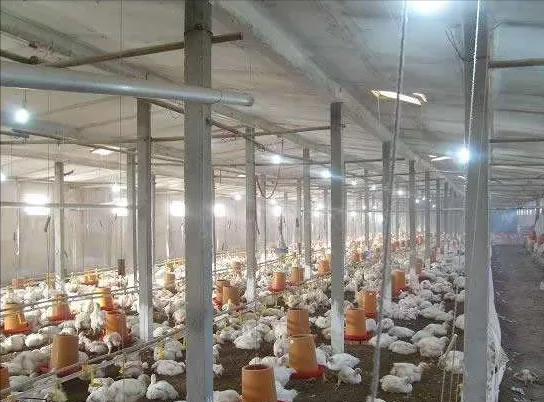 春季养鸡和湿度有啥关系啊，你听十年养鸡专业户说