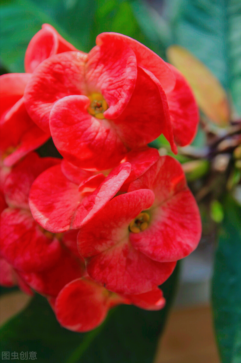 一花一世界，一花一叶迎新春，喜悦幸福又甜蜜；快乐开心又甜美