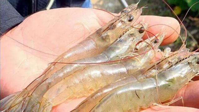 南美白对虾养殖黑斑病，甲壳溃烂症状详解