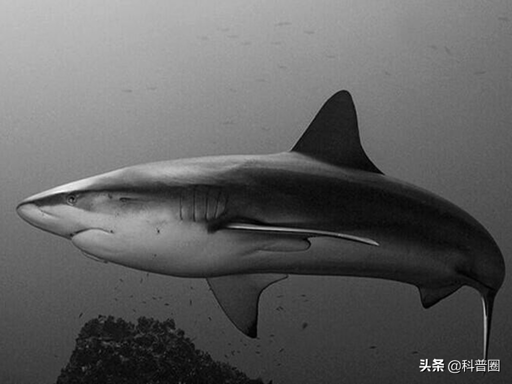 为了活下去，竟吃掉自己的孩子，动物界的“狠心”父母有多可怕？