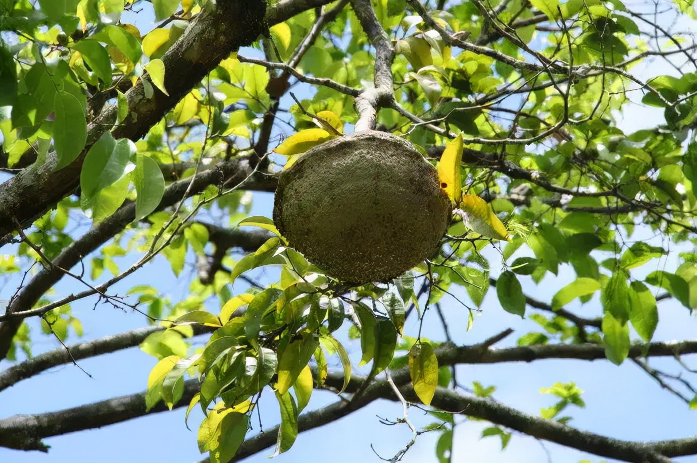 鲍鱼价格是多少钱一斤50元一斤的鲍鱼果