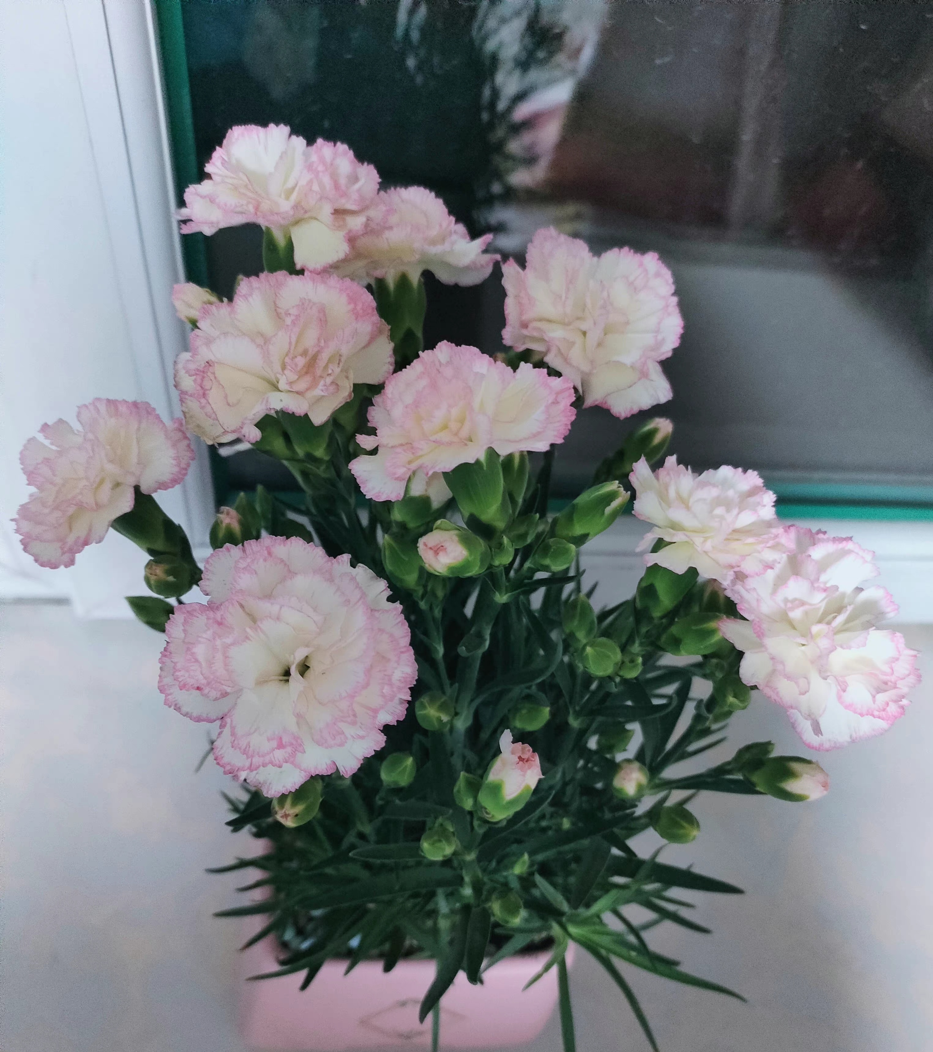 红色的康乃馨的花语（母亲节康乃馨选购指南）