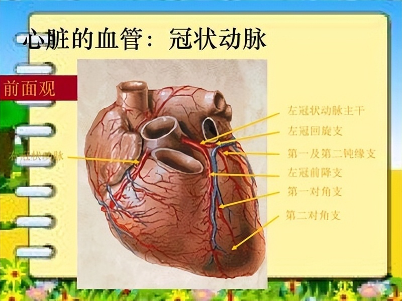 心臟是人體最重要的器官,它是循環系統的動力,是整個身體的命脈.