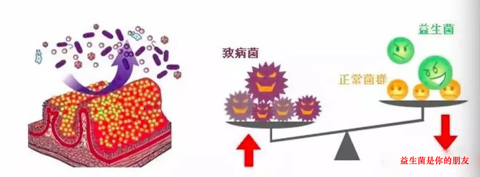 為啥夏季蛋雞腹瀉過料等腸道疾病反復(fù)不斷？一組簡圖帶您看明白