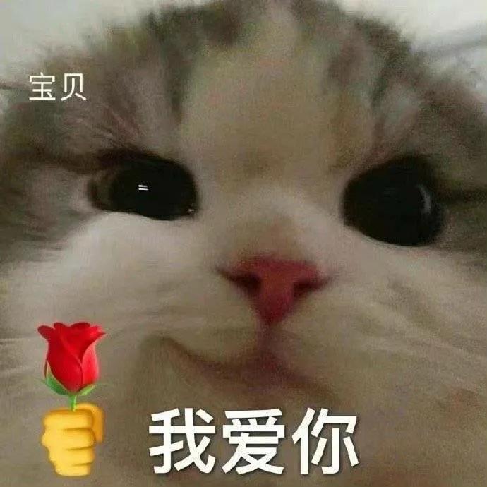 猫咪拿玫瑰示爱表情包图片 眼神骗不了人