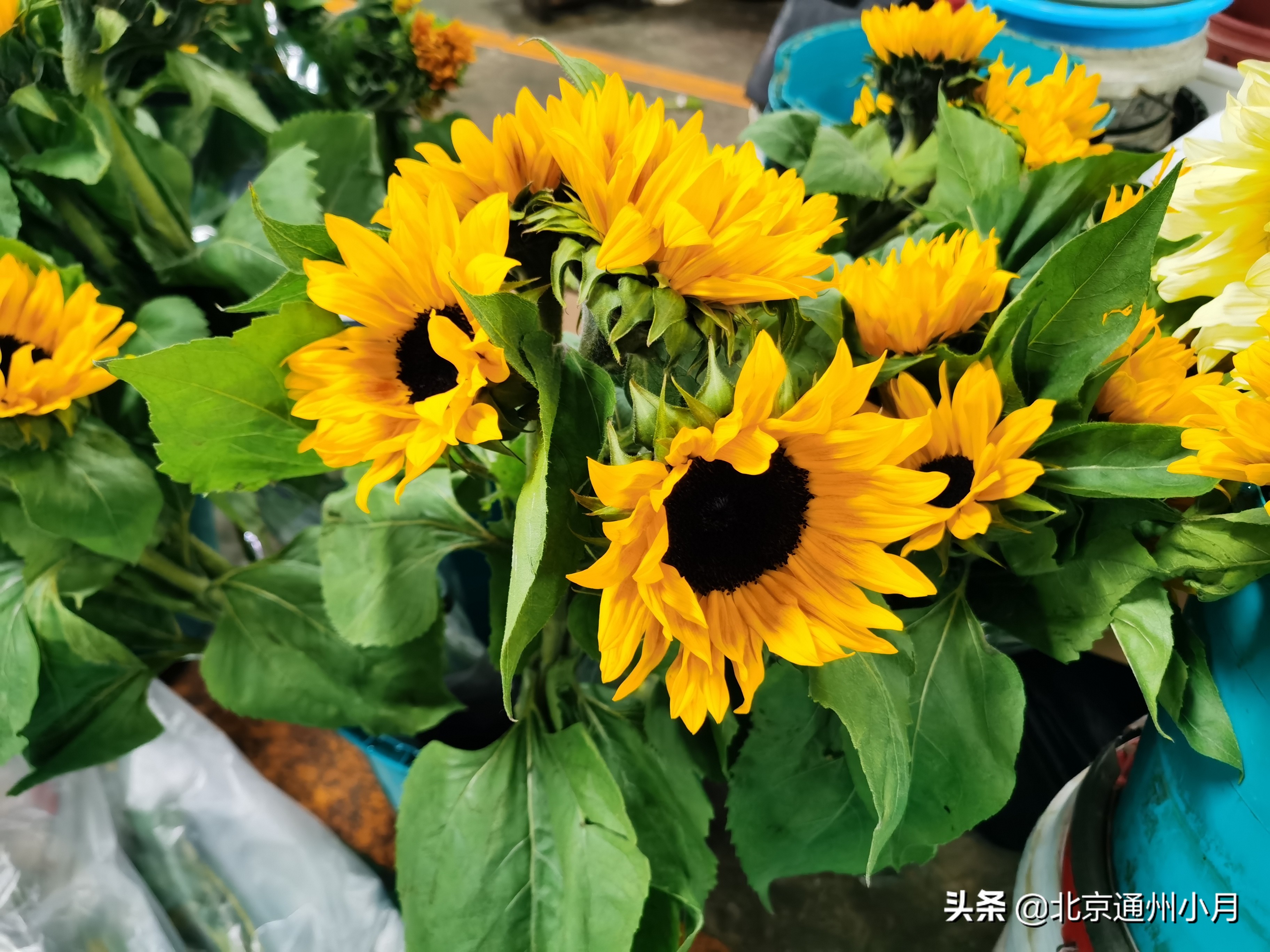 北京花卉批发市场都有哪些地方，北京花卉市场种植基地