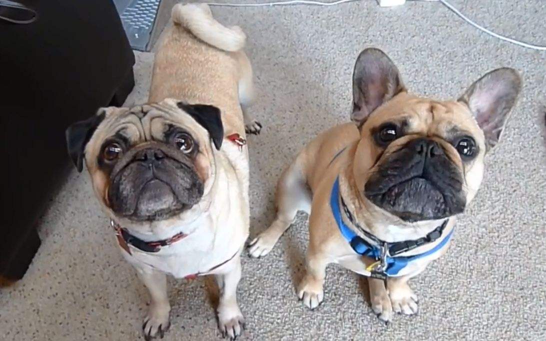 法斗犬价格巴哥犬vs法国斗牛犬