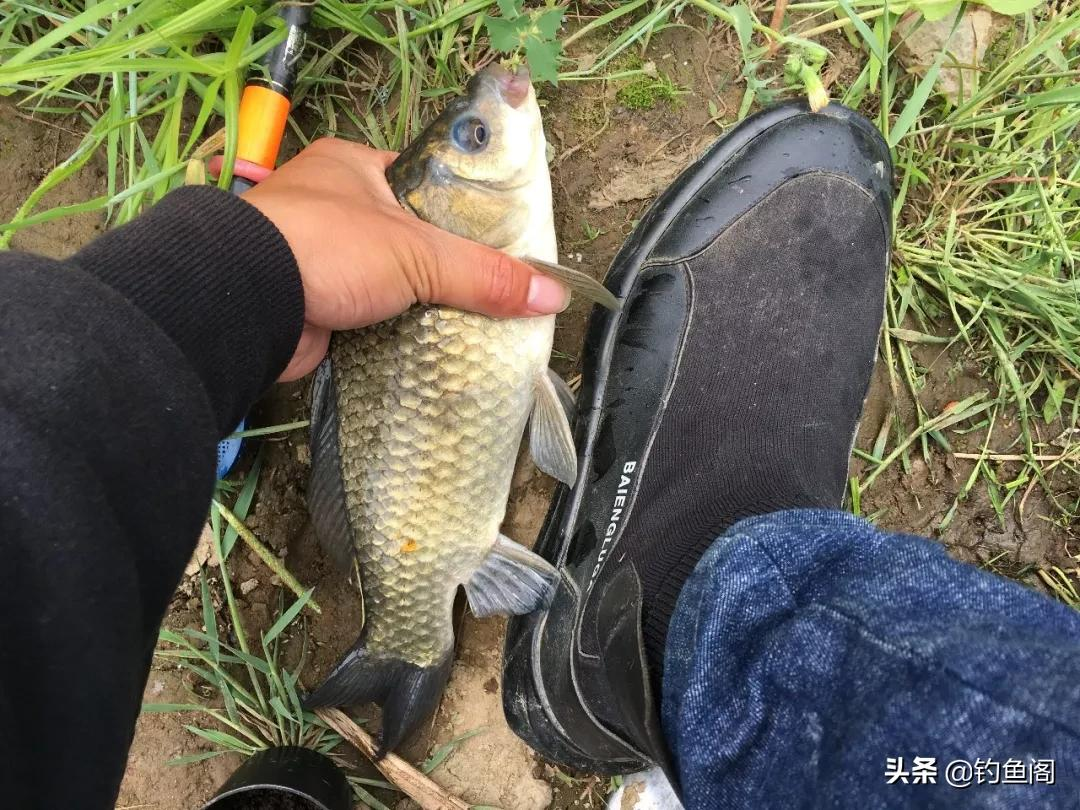 麝香酒钓鱼是骗局吗？骗局算不上，智商税可真不少