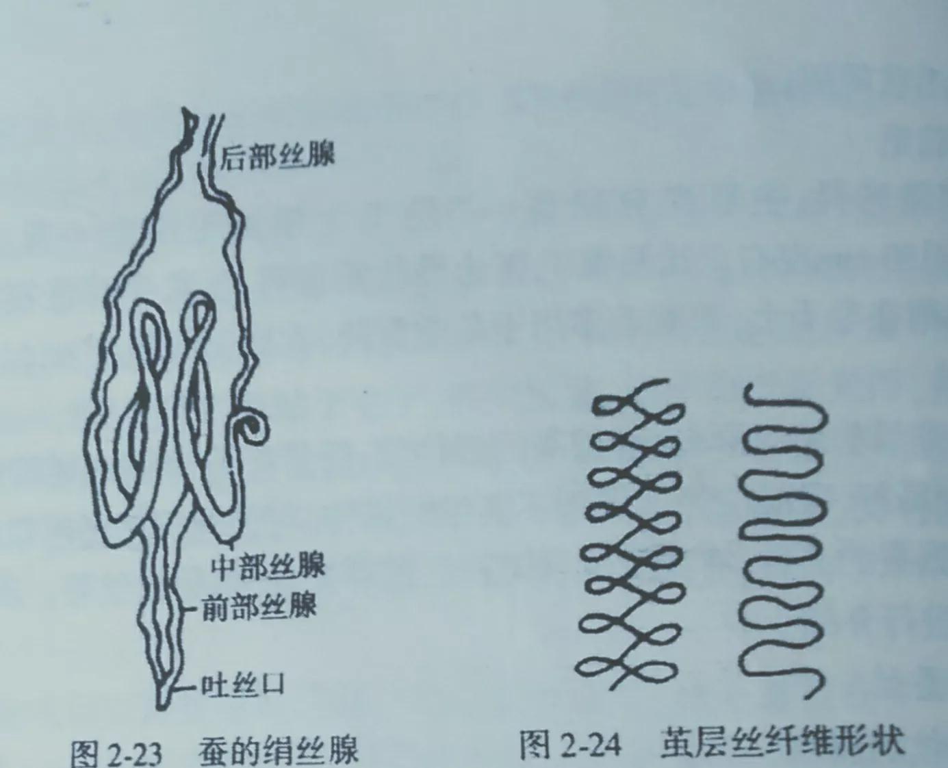 桑蚕丝的获取桑蚕丝是怎么抽取的