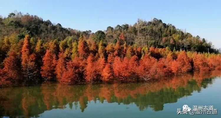 层林尽染，斑斓湖水，美如仙境的长潭湖红杉林