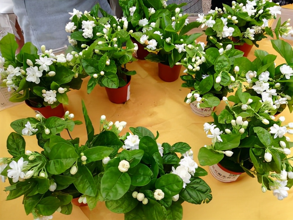 5种“女人花”，吃好又好闻，摘叶子花朵泡茶煲汤，养出娇嫩容颜