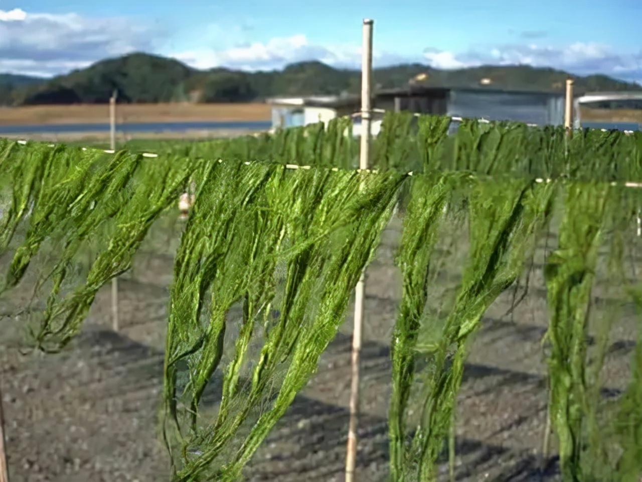 海白菜，送上岸的海洋资源