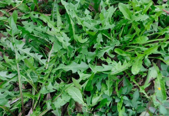 外地人很少吃的7種野菜,在雲南卻是香餑餑