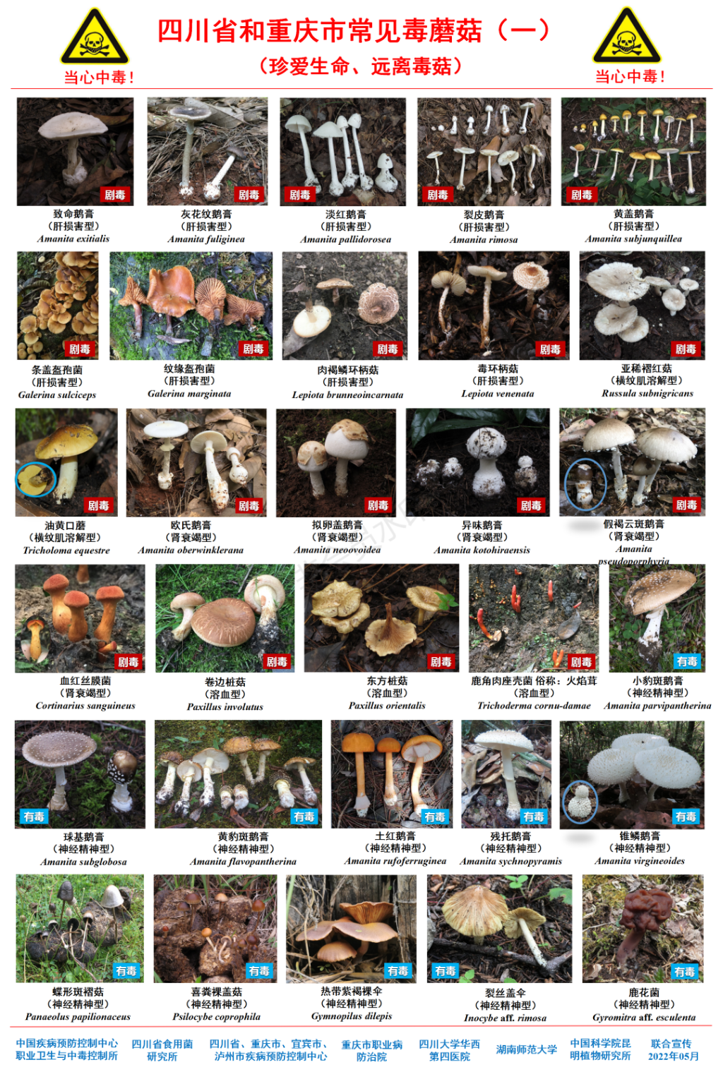 这些蘑菇不要吃(哪些蘑菇不能吃)