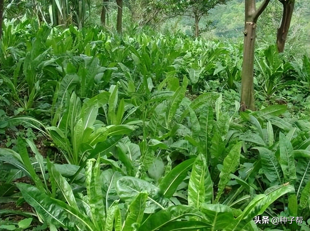 1,生長特性:將軍菊苣為菊科多年生冷季型牧草,蓮座葉叢型,主莖直立,抽