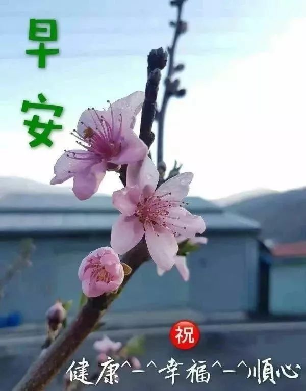 星期一早上好表情包，希望你度过美好的一周，天天问候表心声图片