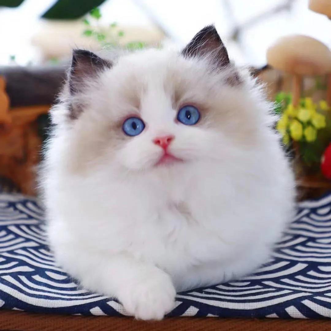 喵语录 希望可爱可以治愈你