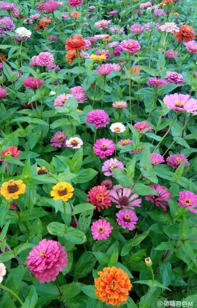 春天里，春风得意马蹄疾，一日看尽长安花