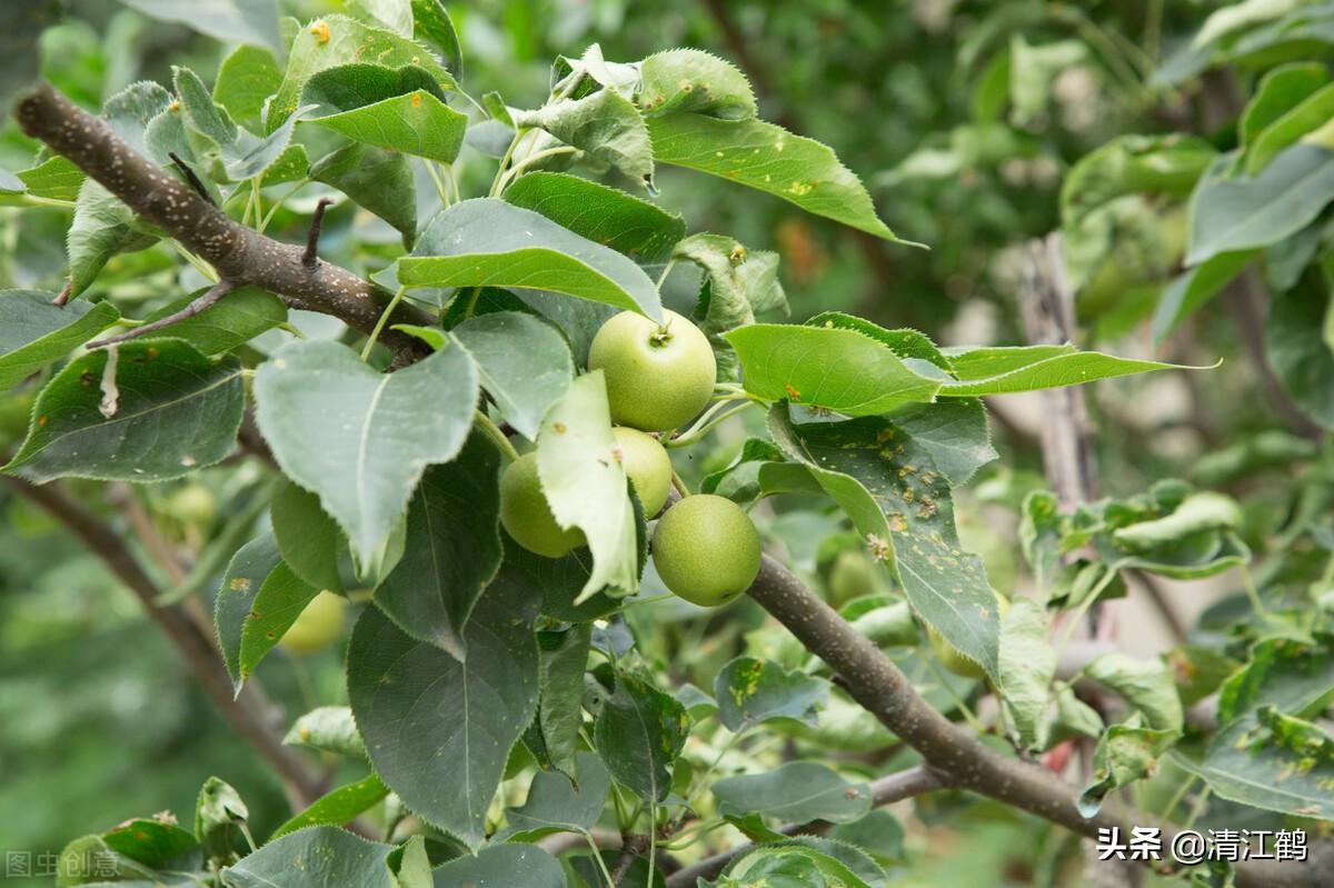 苹果树不开花的原因（7个原因精准施策让苹果树花多果多）