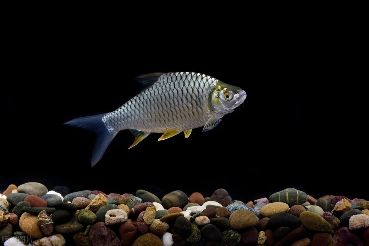 云南四须鲃鲤形目鲤科鲃亚科(barbinae)动物的统称.鲃 bar