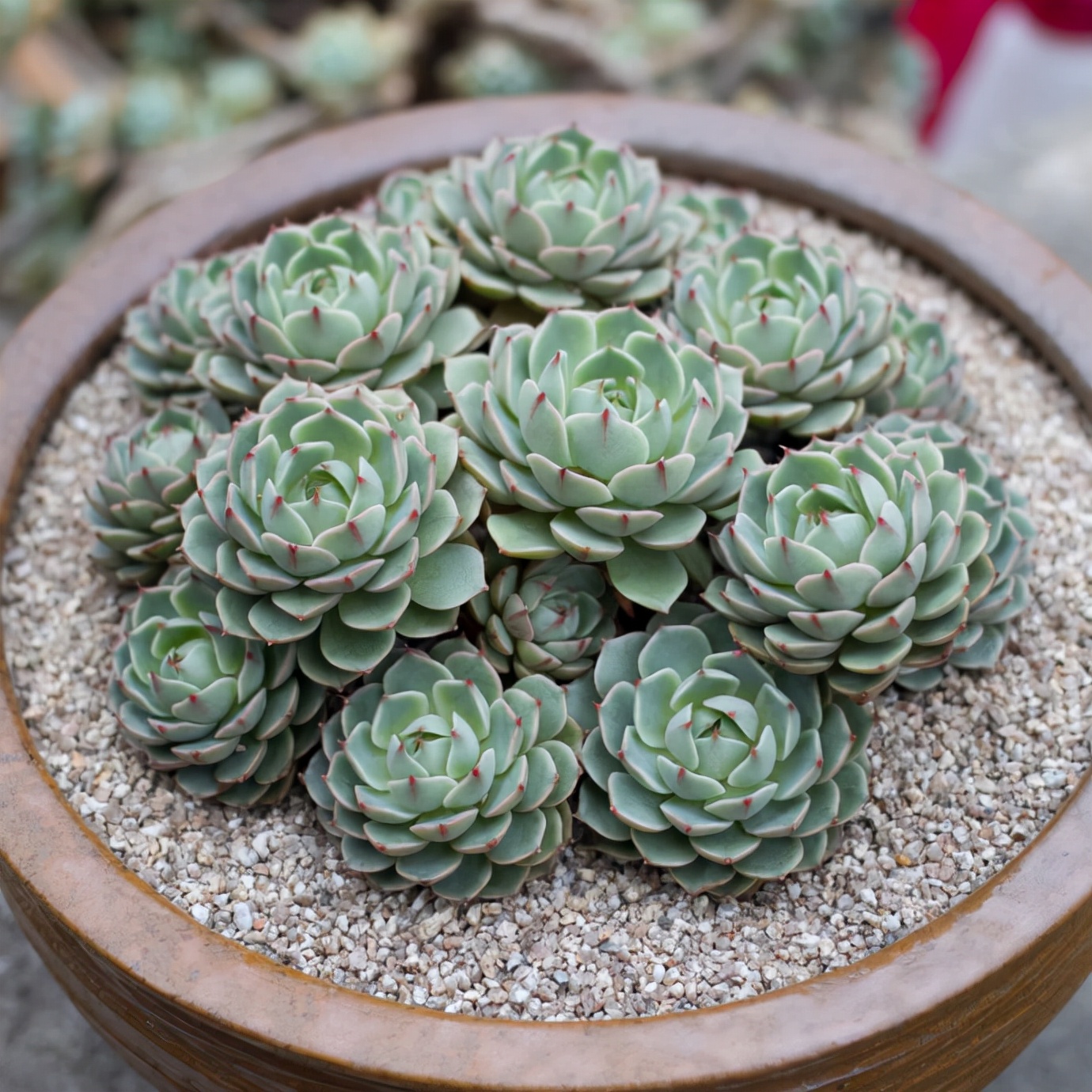 多肉植物图片大全（百种常见多肉图鉴比花还美你认识几种）