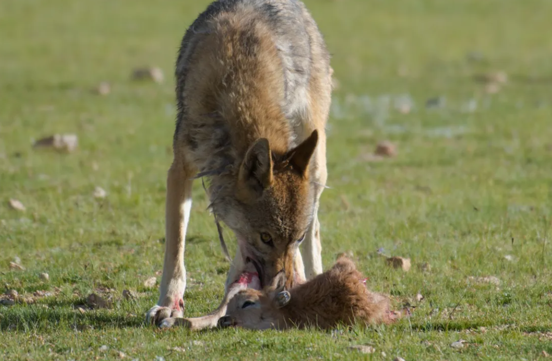 新疆狼出没!夜袭羊圈咬死102只羊,如果攻击人,还要保护吗?