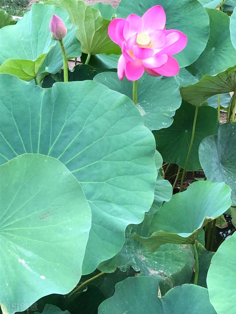 出淤泥而不染的蓮花，沒想到還有這麼多藥用