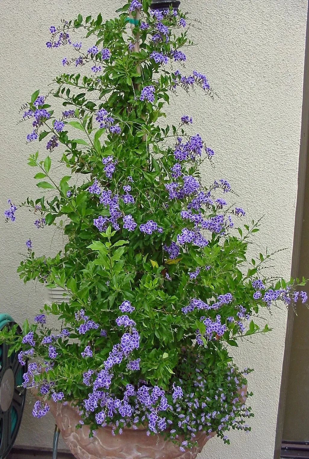 盆栽植物(价格10来块，花期大半年的8种盆栽开花植物，阳台和窗台都能养)
