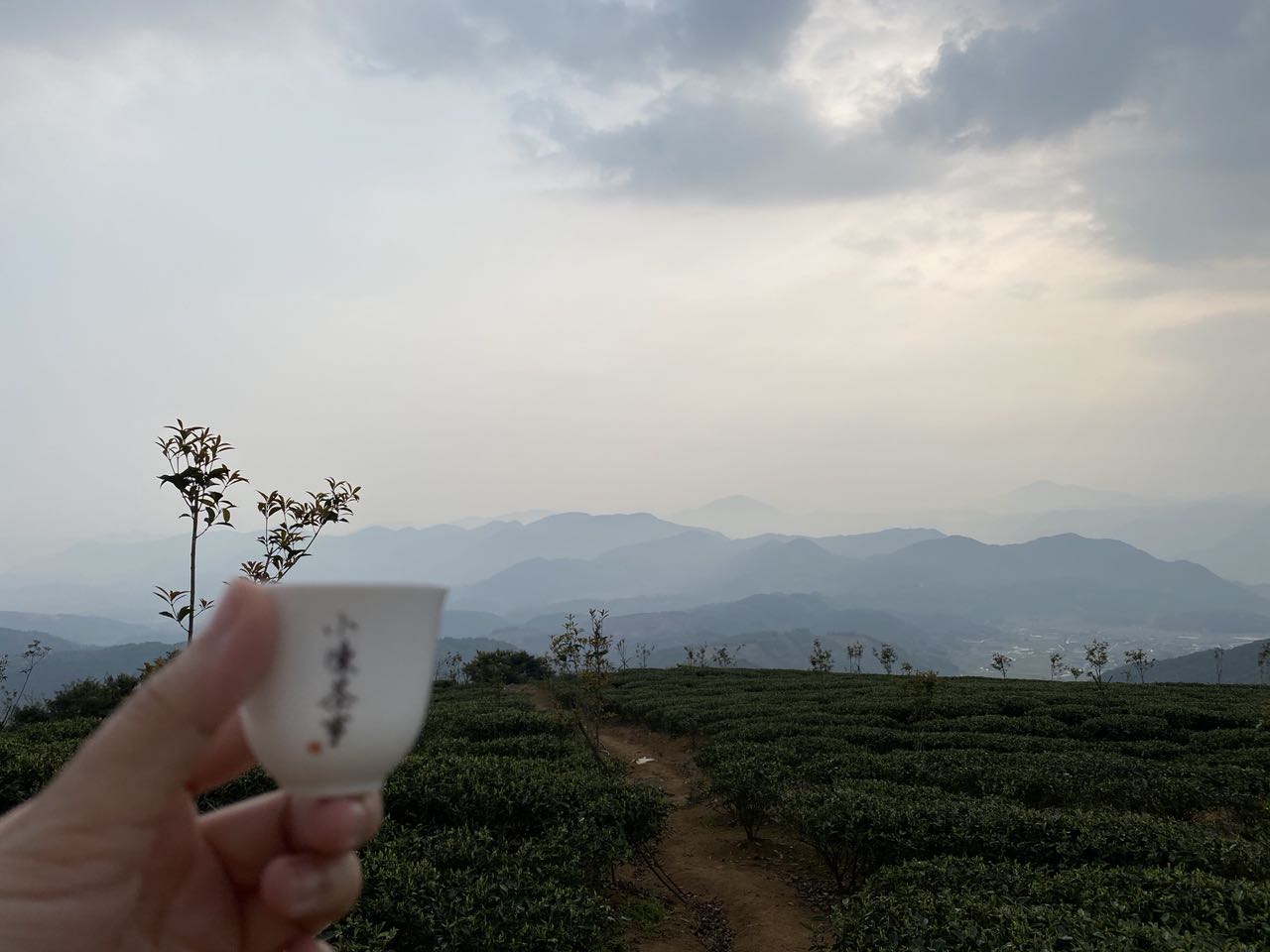 洗茶是浪费，还是衛生？老茶客搬出4个实例，好坏一次性说清