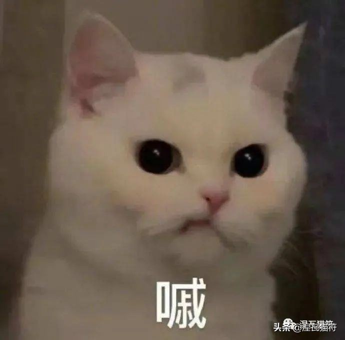 养猫一个月花多少钱？