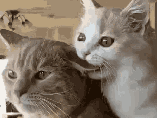 猫咪耳朵热热的，是生病了吗？