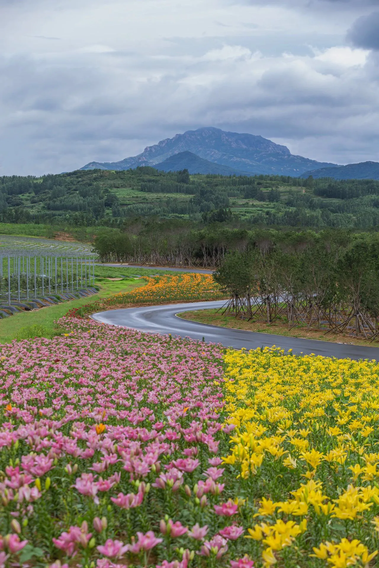 最美百合花海人间仙境(绝美自然风光,迷人的百合花海) - 114货源网