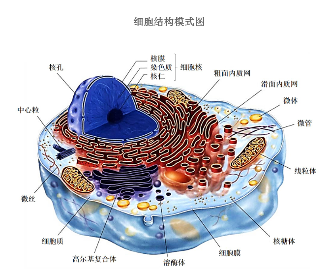 人体细胞结构初中图片