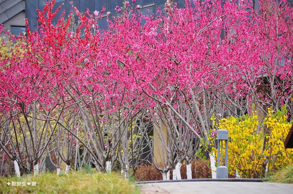 疫情挡不住春天的脚步，小编带你去看古城秦州的春暖花开