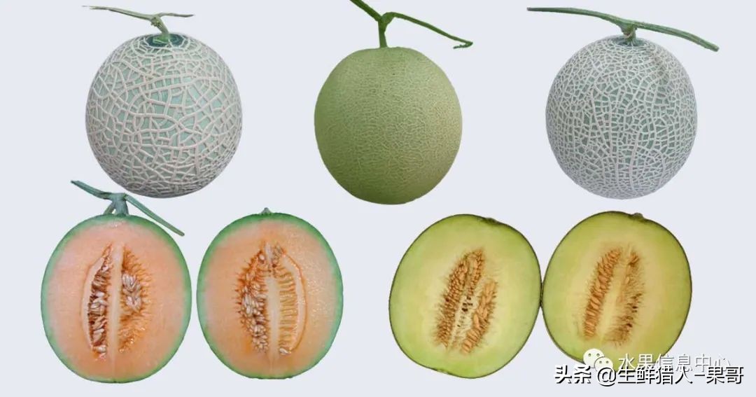 哈密瓜、蜜瓜、网纹瓜、香瓜、羊角蜜傻傻分不清？看完就明白了
