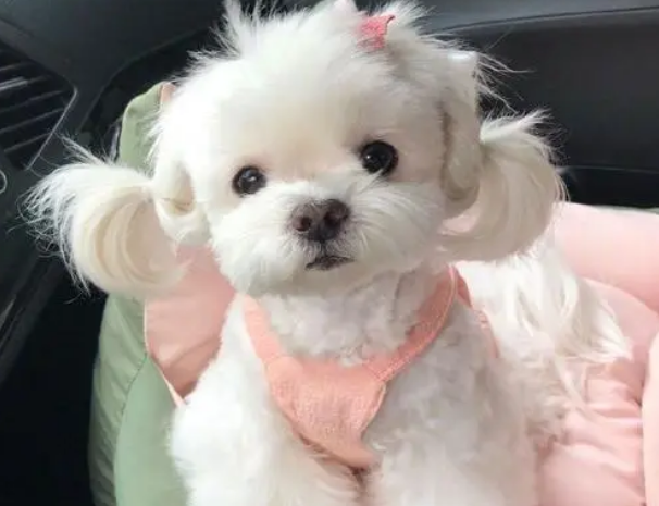 为什么那么多人喜欢养“马尔济斯犬”？这6个优点，让人爱不释手